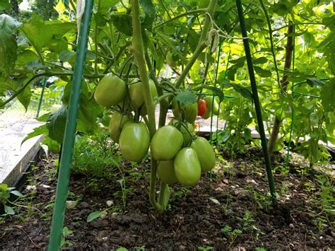 How To Prune Tomato Plants The Charlotte News