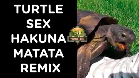 turtle sex hakuna matata remix youtube