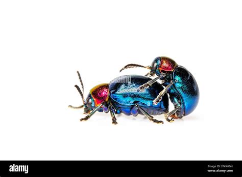 image of blue milkweed beetle it has blue wings and a red head couple make love on white