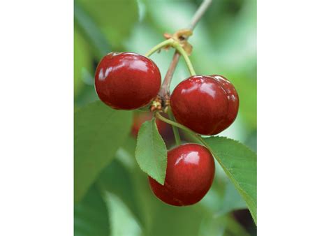 Chilean Cherries Look For Growth In Us The Packer