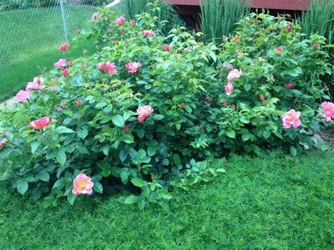 The Colorful Dwarf Shrub Roses Bloom All Summer Long They Have A Nice