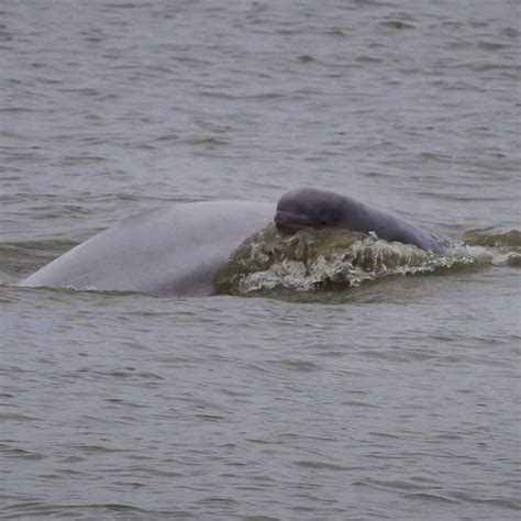 A Baby Beluga Whale Catches A Wave From Its Mamas Wake In Turnagain