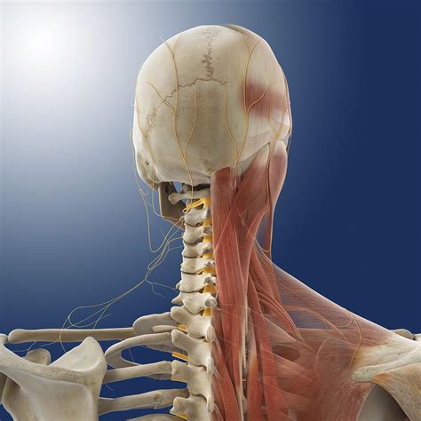 Neck Muscles And Nerves Artwork Photograph By Science Photo Library