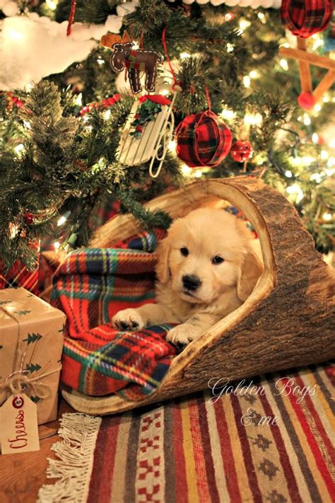 Golden Retriever Puppy Under Christmas Tree In Log Basket With Plaid