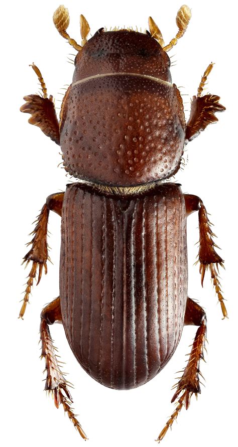 In de 8e eeuw v.chr. Caelius denticollis (Lewis, 1895 ) (Scarabaeidae) - атлас ...