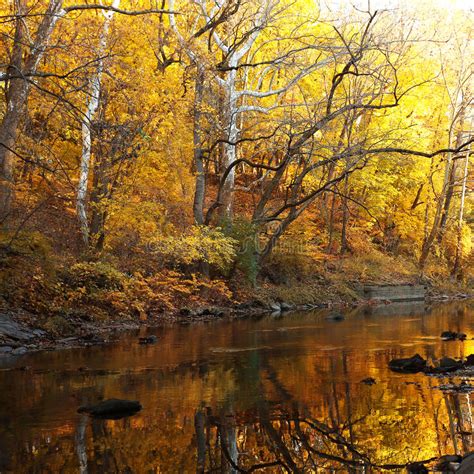 Autumn Forest With River Stock Photo Image Of Park Seasonal 61892132