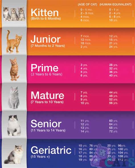 How Old Is My Cat In Cat Years Cat Age Calculator And Chart