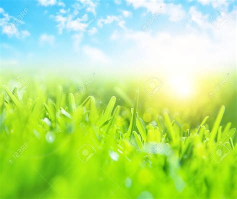 Picture Of Beautiful Green Grass Field And Clear Blue Sky With