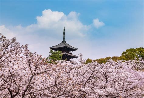 2 Day Kyoto Japan Cherry Blossom Itinerary Travel Caffeine Kyoto