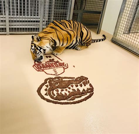 Mike The Tiger Feasts On Special Meal Ahead Of Florida Lsu Game