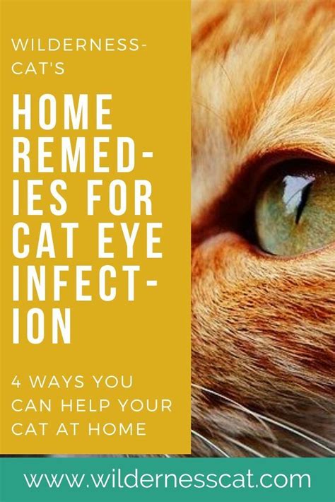 Home Remedies For Cat Eye Infection Wildernesscat Cat Eye Infection