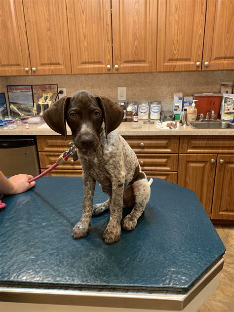Ch windchime's queen on ice (elsa) jh na3. German shorthaired pointer 9 weeks #gsp #pointerpuppies ...