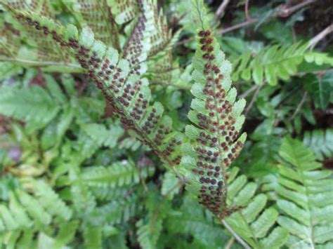 How to grow ferns from spores - GardenDrum