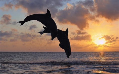 Animals Dolphin Sea Sunset Wallpapers Hd Desktop And Mobile