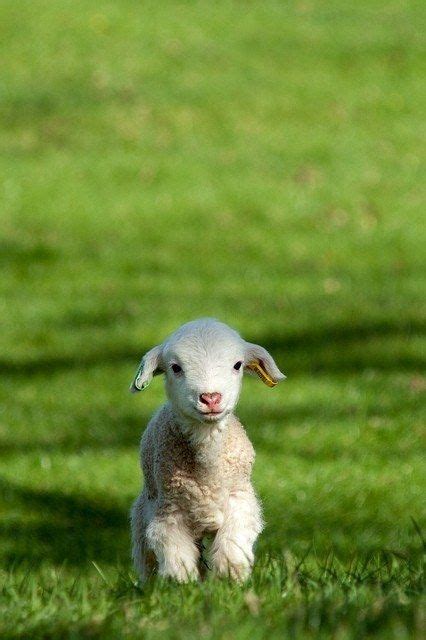 Baby Sheep In A Field Luvbat