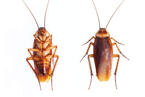 Roaches Pest