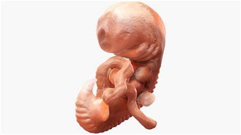 Human Embryo 4 Weeks 3d Model 79 3ds Blend Obj Gltf Ma Max