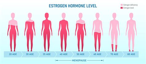 Tot ce trebuie să știi despre estrogen rol funcții valori normale în funcție de vârstă SuperAge