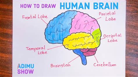 How To Draw The Human Brain Easy Step By Step Tutorial Youtube