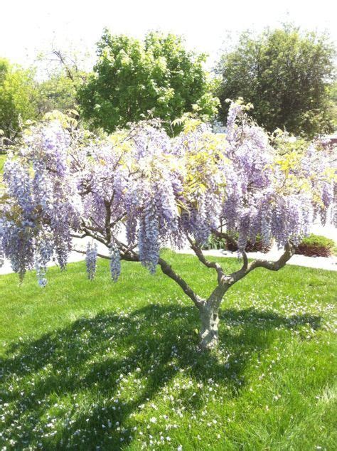 This evergreen tree grows up to 10 feet tall and 8 feet wide. Weeping lilac tree. Reminds me of Mississippi where I'd ...
