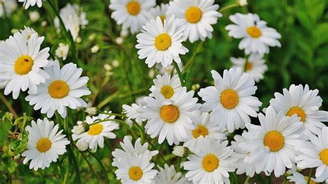 Marguerites Shasta Comment Planter Cultiver Et Entretenir Les Fleurs