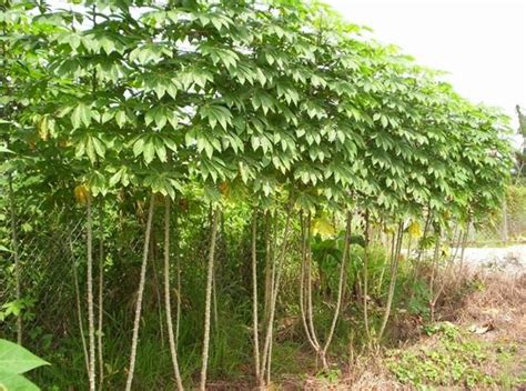 Anim Agro Technology Cassava