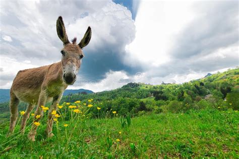 Donkey In The Meadows Of The Bergamo Pre Alps Italy Stock Photo Image