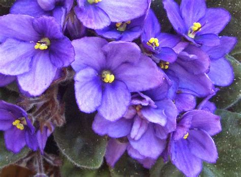 Fotos De Violetas Africanas Flores