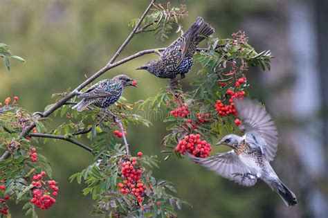 Common Starlings Sits On A Rowan Branch Red Rowan Berrie In Birds