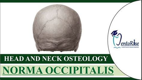 Norma Occipitalis Methods Of Study Of Skull Anatomy Of Skullhead And