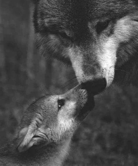 Two Wolfs Face To Face With Each Other In Front Of The Camera Black
