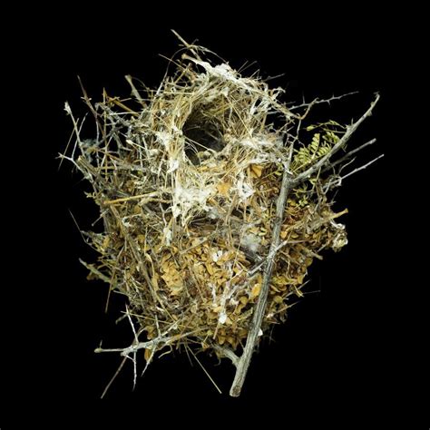 These Birds Nests Will Completely Astonish You Bird Nest Nest Bird