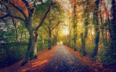 Brown And Green Leaf Trees Nature Landscape Path Trees Hd Wallpaper