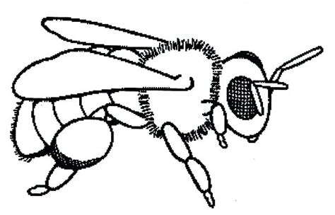 Bee Coloring Pages At Getdrawings Free Download