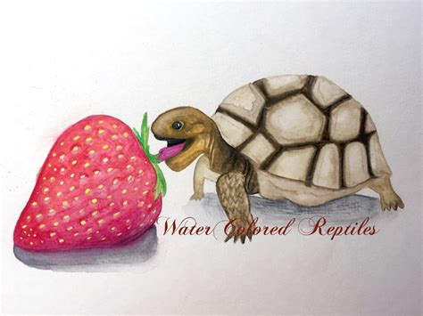 Tortoise Eating Strawberry Art By Watercolored Reptiles Strawberry