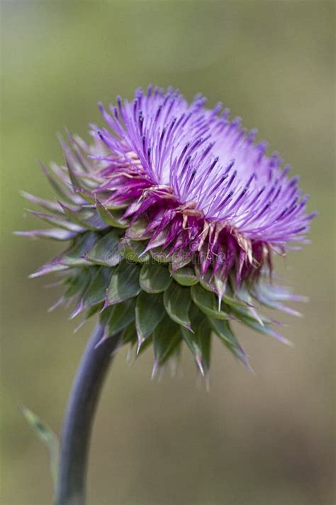 Bristle Thistle Carduus Nutans Wildflower Stock Photos Free And Royalty