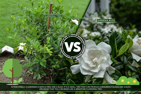 Gardenia Tree Vs Bush What Is The Difference