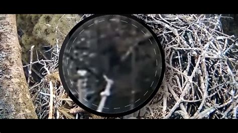 Some Claim Bigfoot Spotted On Michigan Eagle Nest Camera