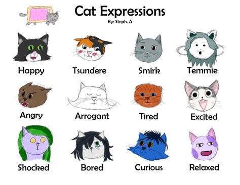 Cat Facial Expressions Chart