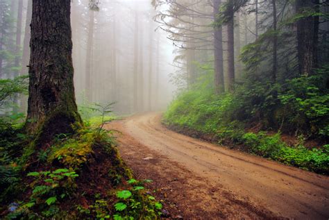 El Camino En El Bosque De Niebla Vea HD Fauna Fondo De Pantalla Para