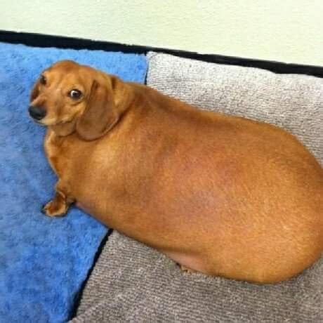 Search, discover and share your favorite fat dog gifs. Your dog is fat, you know what your ideal weight is ...