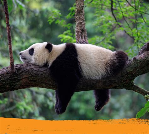 Collection 94 Wallpaper Panda Gets Stuck In Tree Superb