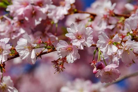 Pink Flowering Cherry Tree For Sale Ireland Hedgingie