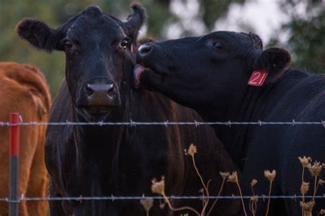 Farm Babe Could Added Growth Hormones Be A Thing Of The Past Agdaily