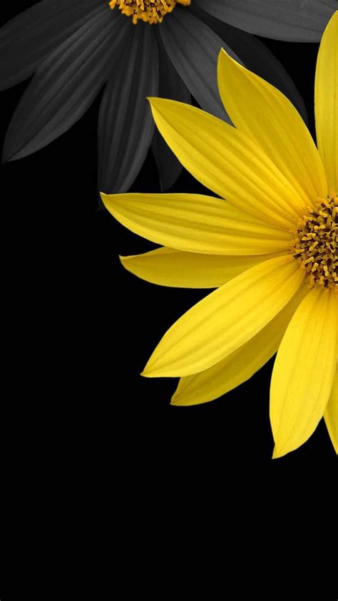 Black Daisy Flower Wallpapers Top Free Black Daisy Flower Backgrounds