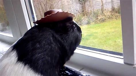Guinea Pig In Cowboy Hat Watches The Rain Youtube