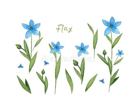 Flax Linum Blue Flax Flower Watercolor Set Elements Isolated White