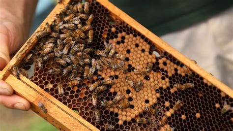 5th Annual Honey Festival Packs The Wyck House Hive Gallery Whyy