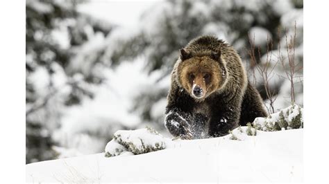 Wildlife Photography Snow Day With Grizzly Bears Youtube