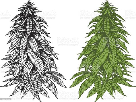Marijuana Plant Stock Illustration - Download Image Now ... Continuous line drawing of vector set of cute cactus black and white sketch house plants isolated on white background potted cactus single line hand drawn illustration.